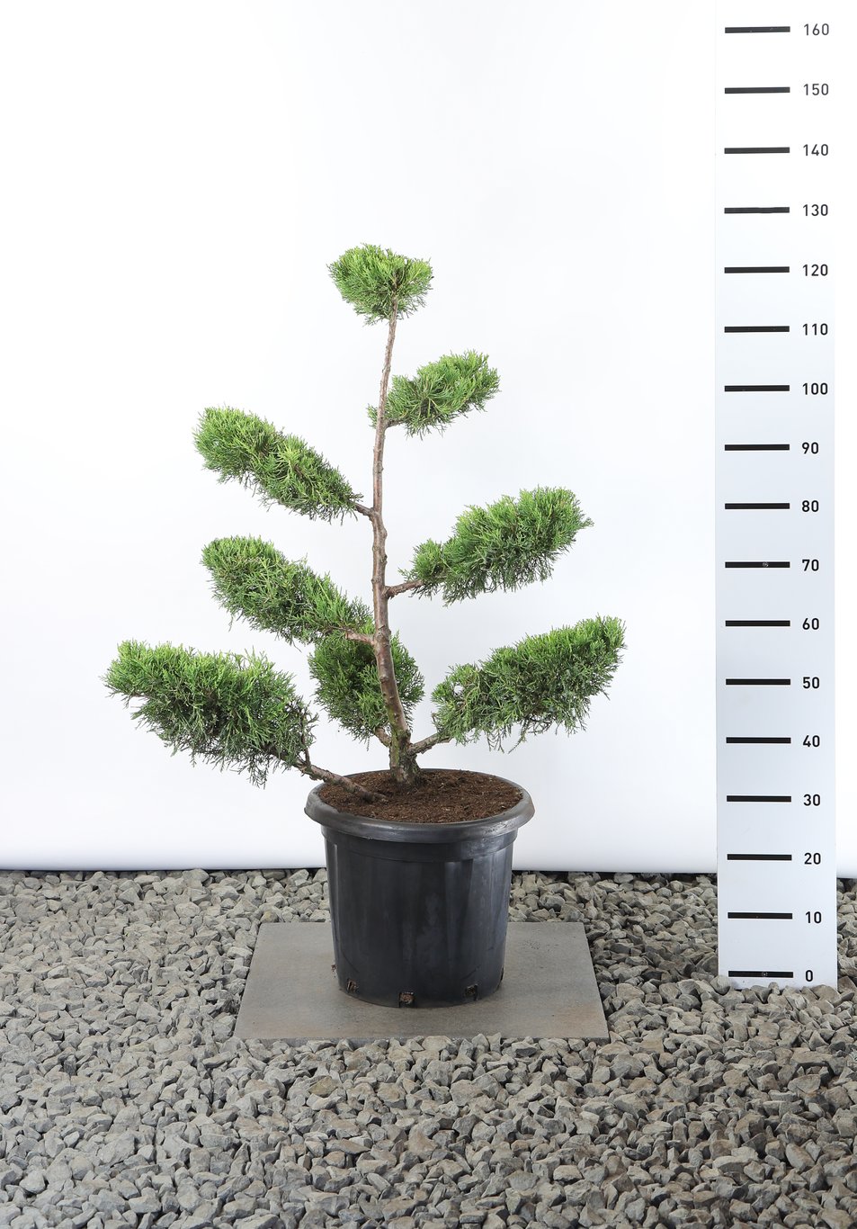 Juniperus chin. 'Kuriwao Gold' - 80-100 CM Multiplateau EXTRA in Cont.